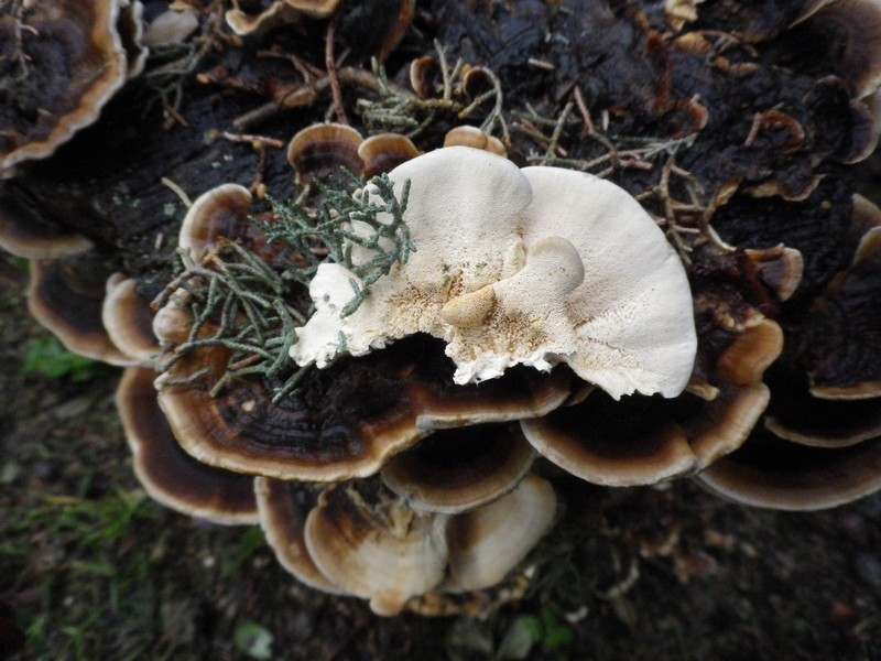 Trametes su cipresso (Trametes versicolor)